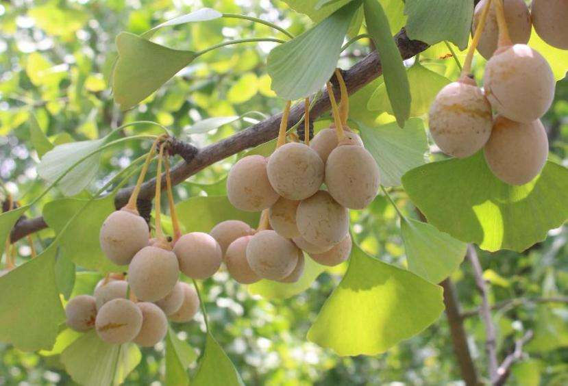 烘干機(jī)廠：銀杏樹種植技術(shù)及管理